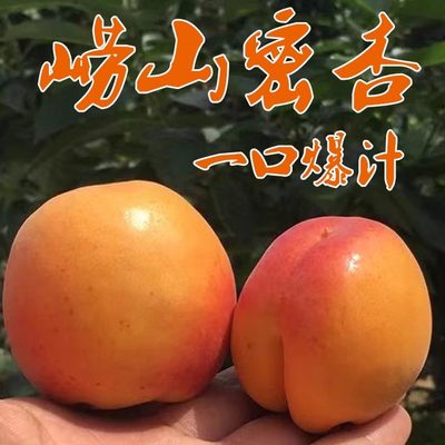 青岛崂山水蜜杏一口爆汁顺丰包邮