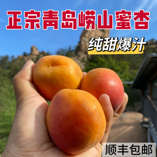 现摘正宗青岛崂山蜜杏爆甜发顺丰