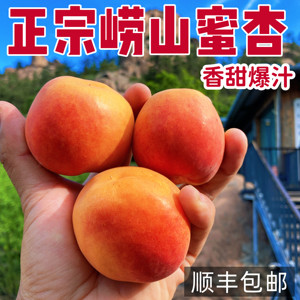 现摘现发山东青岛大红杏崂山水蜜杏黄杏甜杏顺丰包邮杏子新鲜水果