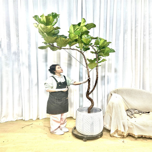 盆栽琴叶榕观赏室内外