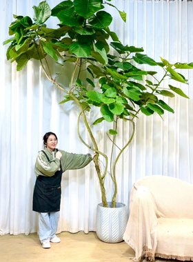 日本爱心伞榕基地一物一拍室内网红植物盆栽大型观叶新品北欧风格