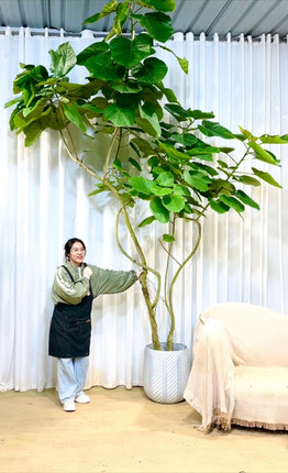 日本爱心伞榕基地一物一拍室内网红植物盆栽大型观叶新品北欧风格