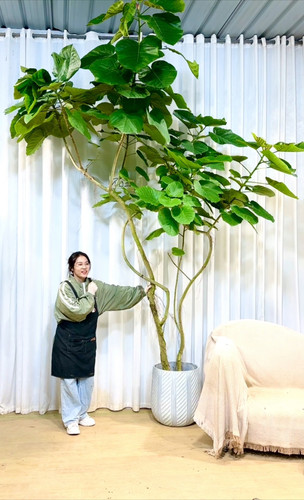 日本爱心伞榕基地一物一拍