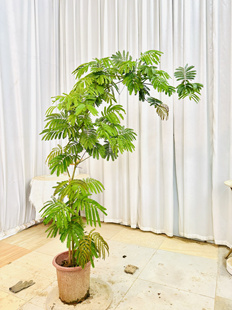 ins风日本密叶猴耳环室内大型盆栽植物花卉高端一物一拍设计师