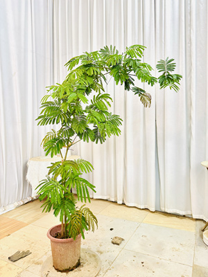 ins风日本密叶猴耳环室内大型盆栽植物花卉高端一物一拍设计师