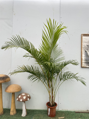 散尾葵绿叶易网网红一物一拍植物