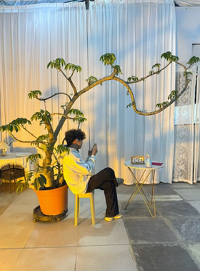 保萝日本大叶伞室内盆栽老桩观叶北欧网红植物易养除甲醛一物一拍