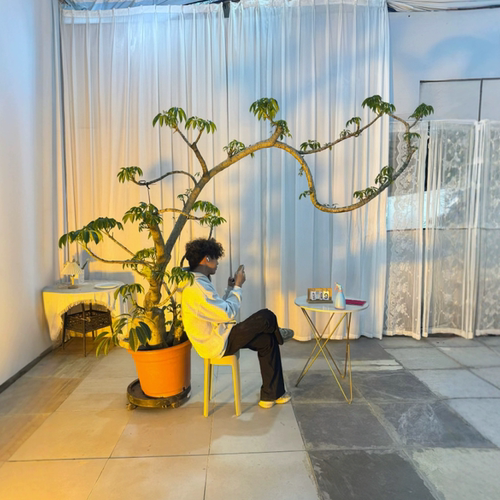 保萝日本大叶伞室内盆栽老桩