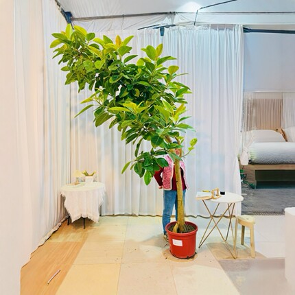 亿兆基地花叶富贵榕金边橡皮树室内观叶大型网红植物盆栽一物一拍