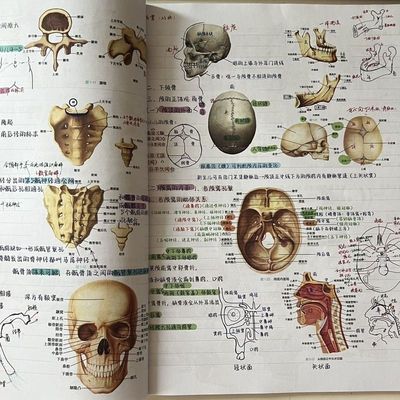 无霍琨系统解剖学笔记本