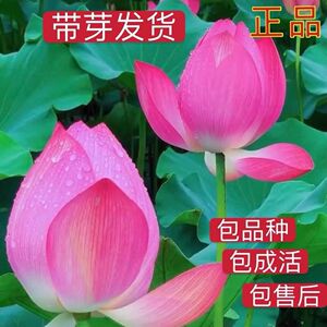 荷花莲花重瓣种藕苗观赏正品对版盆栽庭院池塘种植水生植物