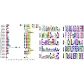 植物基因家族 motif 分析