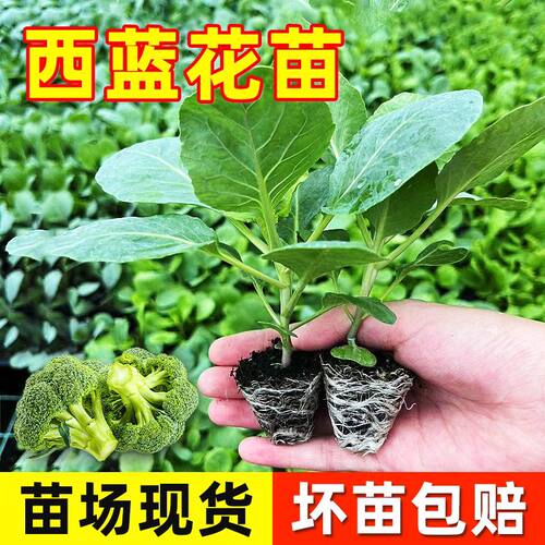 西兰花苗松花菜苗绿甘蓝卷包菜苗