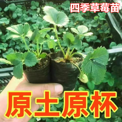 四季草莓苗秧盆栽带盆带土可食用