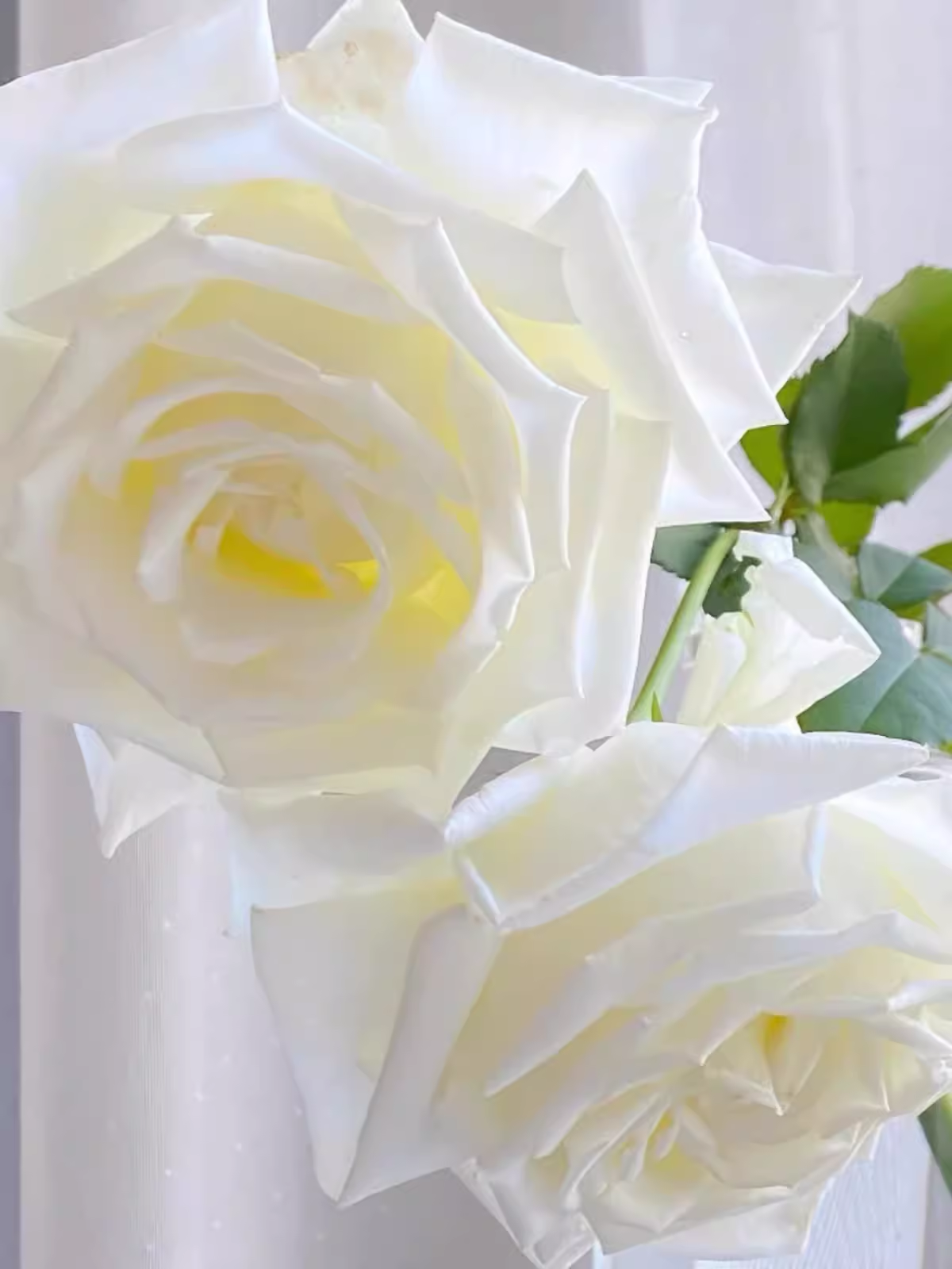 保罗二世月季花苗特大花开花白色大花浓香玫瑰花四季盆栽花卉绿植