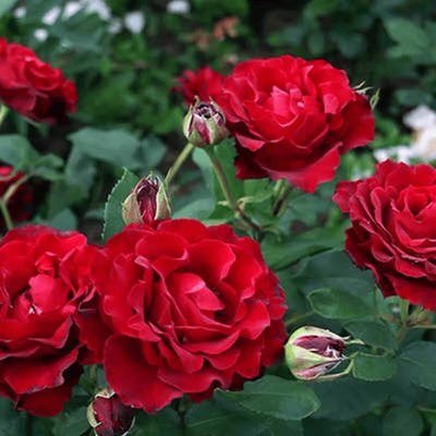 四季红色阳台耐晒庭院勤花灌木