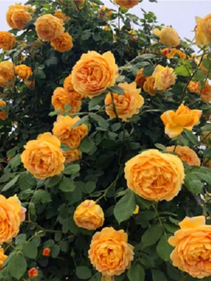 藤本黄金庆典 月季花苗爬藤开花特大花浓香玫瑰四季盆栽花卉蔷薇