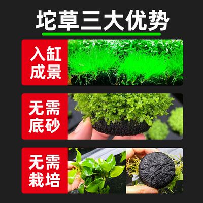 鱼缸水草植物青竹大坨草