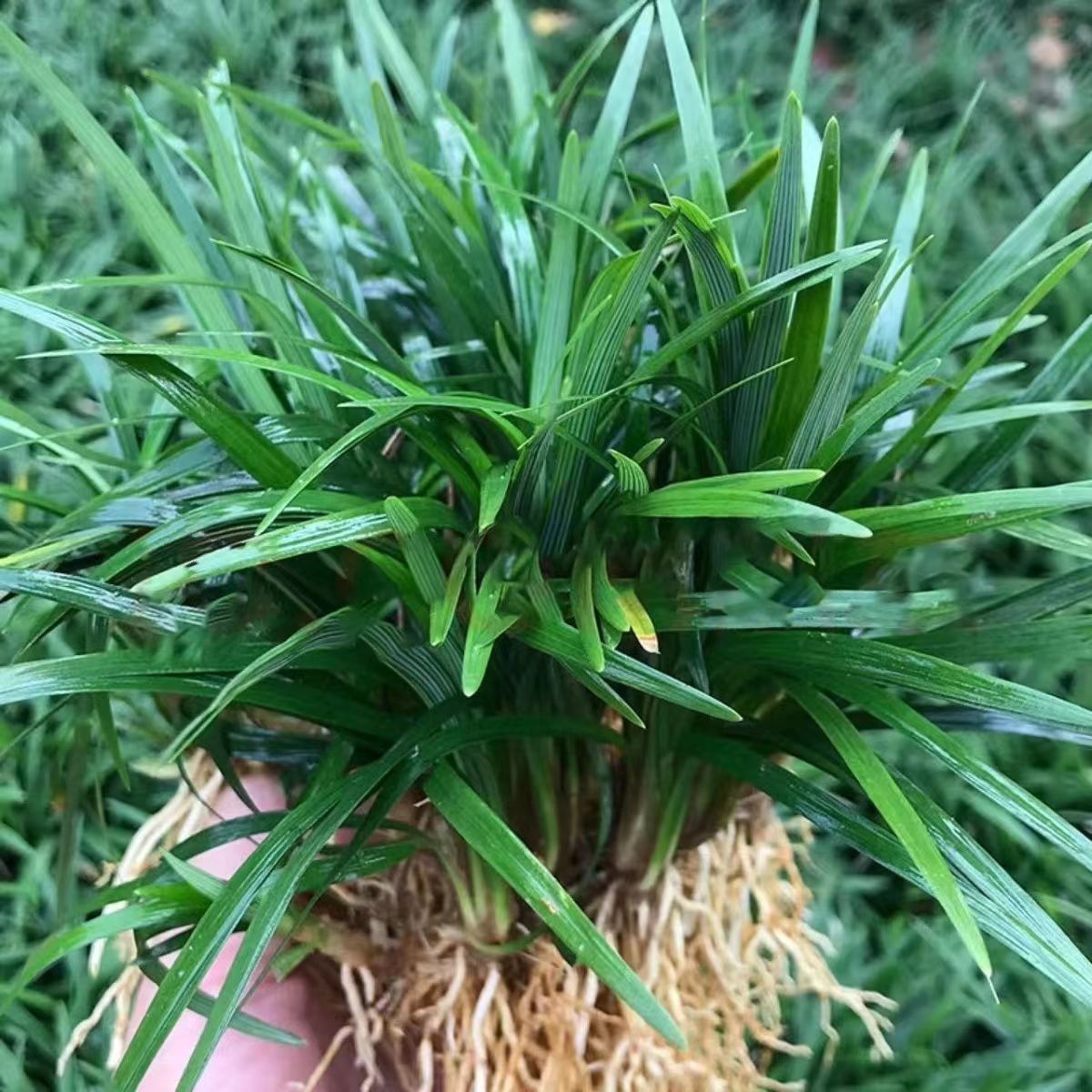 玉龙草日本矮麦冬草庭院图片