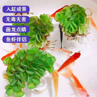 浮萍肚兜萍鱼缸造景摆件水草装 饰植物生态养鱼龟缸养殖懒人水培