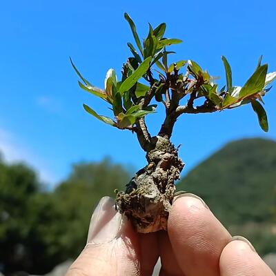 水杨梅植物鱼缸造景大老