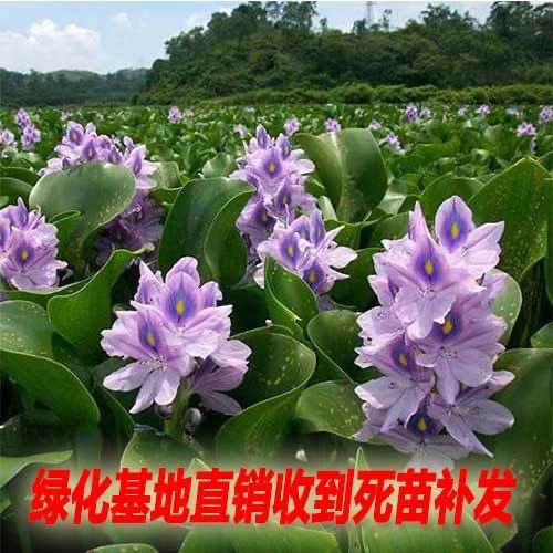 水葫芦苗水养植物水培养植物养鱼龟池塘鱼缸易活水植物水草