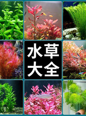 小鱼缸水草小型金鱼缸装饰花草不用泥沙新手好养定植水草组合套餐