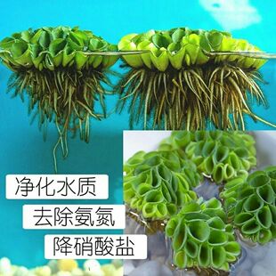 鱼缸造景净化水质肚兜萍水浮萍浮萍水草红毛丹草金鱼植物小号鱼池
