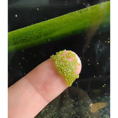 微萍无根萍初生幼鱼饲料