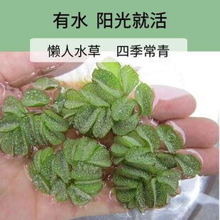 槐叶养鱼水培造景鱼缸增氧净化水草水质兔耳萍水草真草迷你懒人浮