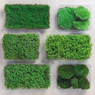 鲜活苔藓微景观生态瓶植物盆景盆栽青苔吸水石鱼缸水陆缸造景绿植