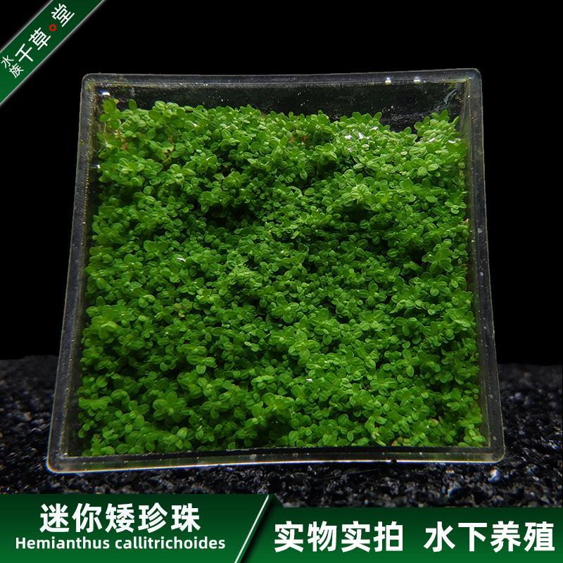 水草造景植物草坪草皮增氧淡水定植网片水下珠爬地趴地迷你矮珍珠