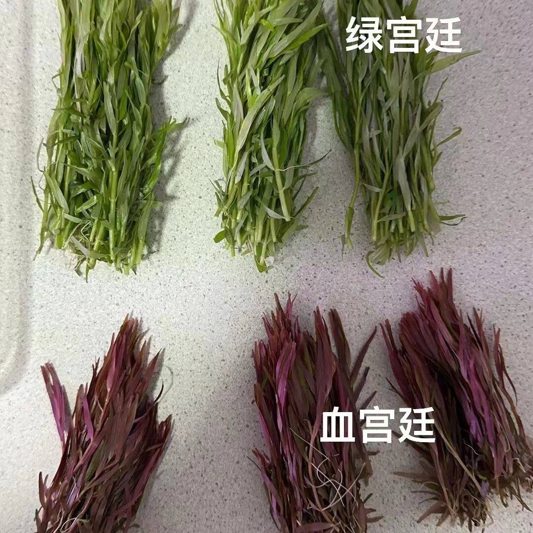 丹麦血红宫廷绿宫廷水下叶每样50棵套餐组合中景后景草荷兰景草缸