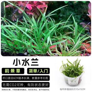 爬地小水兰无菌杯前景点缀草鱼缸草造景水草无藻无螺阴性水草迷你