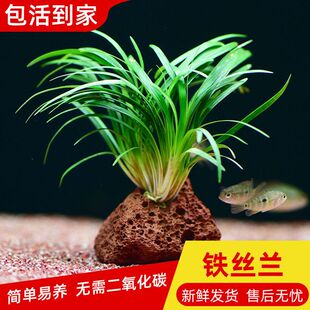 鱼缸水族箱新手入门定植前景底层活体淡水植物铁丝兰水草懒人造景