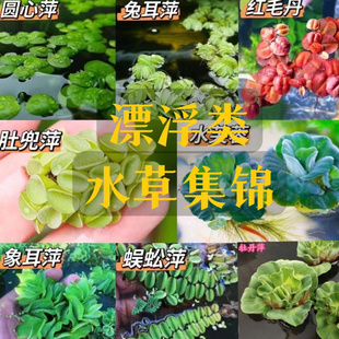鱼缸浮萍浮性水草圆心萍肚兜萍槐叶萍紫背萍净化水质微景观水族箱