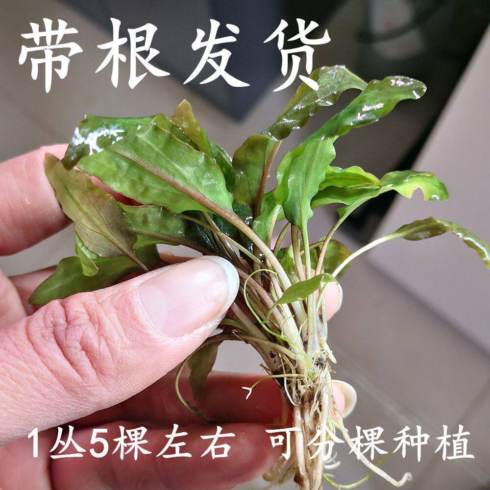 椒草类咖啡椒小绿皱边小气泡椒小绿温蒂小红椒水草无需二氧化碳包