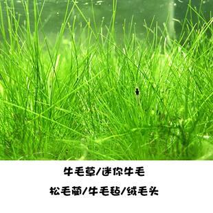 鱼缸水草活体水草造景迷你爬地矮珍珠牛毛毡天湖葵水草套餐前景草