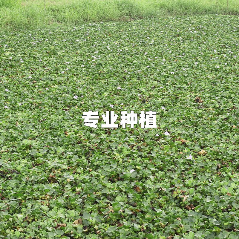 水葫芦浮萍水草植物花苗鱼塘水培种子鱼缸水生植物养乌龟缸水芙蓉