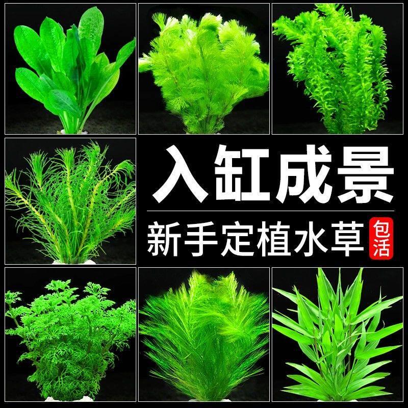 鱼缸水草造景摆件红绿菊水榕蜈蚣草净水带固定植环器陶罐水草套餐
