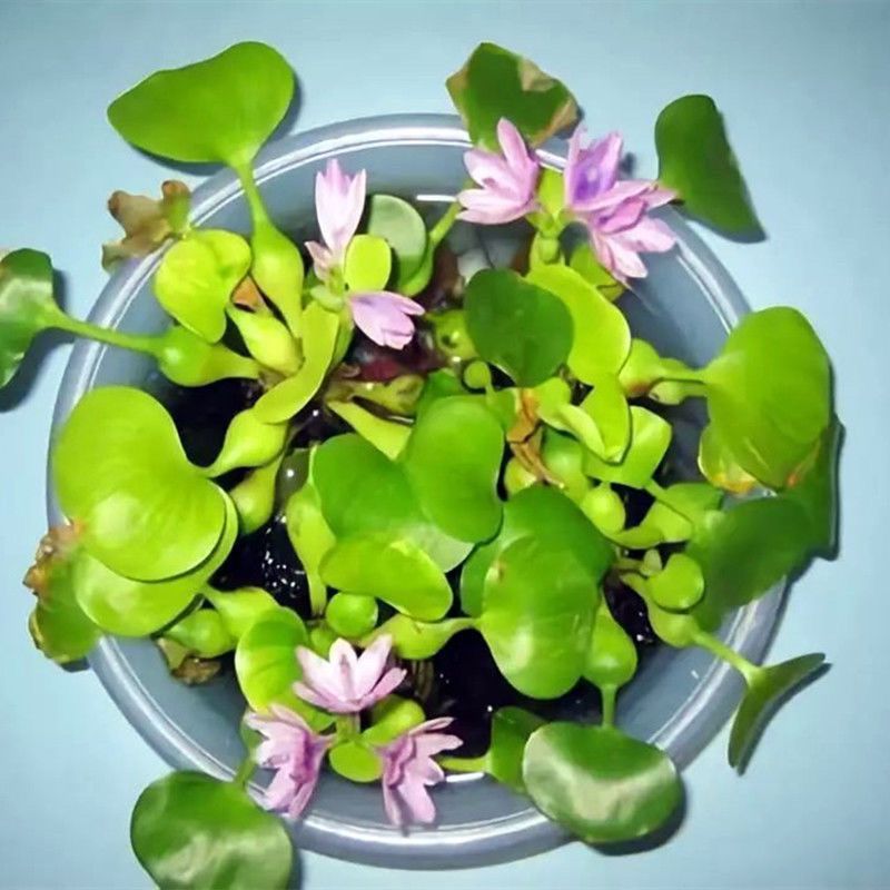 大棵水葫芦苗水生植物水培绿植水草凤眼莲水草污水净化水养殖