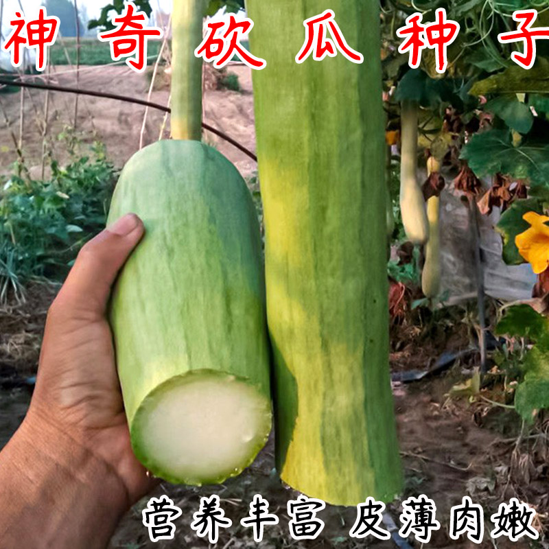 神奇砍瓜种子种苗随吃随砍 巨型砍瓜种籽 特色四季蔬菜种庭院包邮