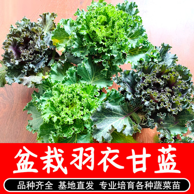 绿色羽衣甘蓝观赏食用蔬菜