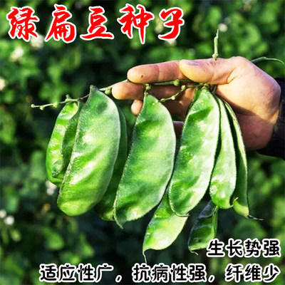 蔬菜种子高产扁豆百草园种业