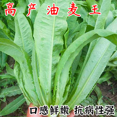 油麦菜种籽无斑香油唛蔬菜种孑