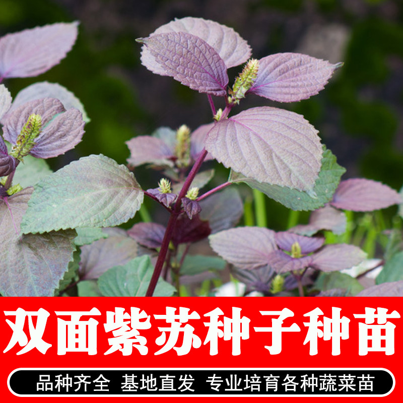 紫苏种子苗食用紫苏种籽四季种植阳台生菜蔬菜种孑盆栽苏子叶绿苏