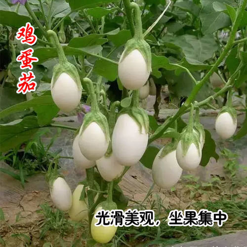 蛋茄种子多少钱 蛋茄种子价格 小麦优选