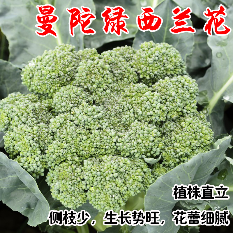 西兰花种苗籽西兰花种子菜花青菜陀绿曼陀绿花菜西蓝花四季蔬菜孑