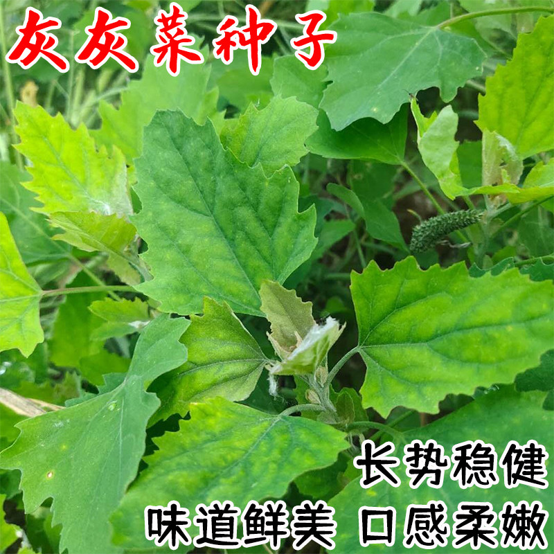 灰灰菜种子 野灰菜种籽老品种野菜 易种易活庭院阳台养生菜种子籽