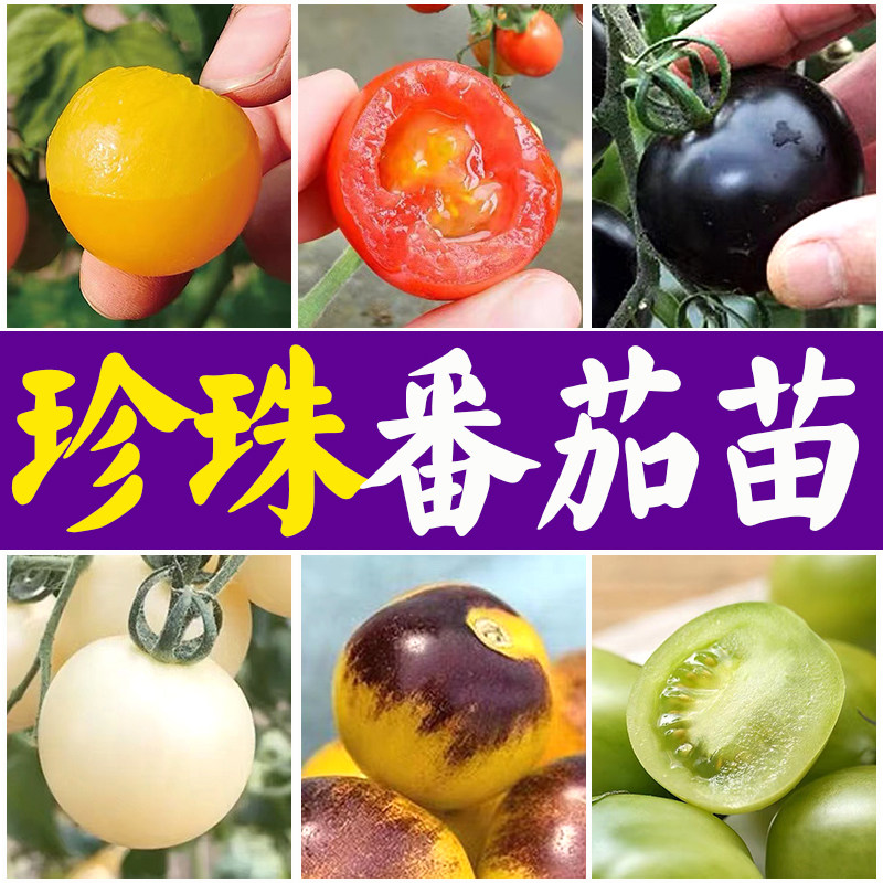 珍珠番茄种子盆栽紫色小西红柿圣女果种子优质四季蔬果种子